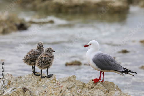 Red-billed gull with small chicks