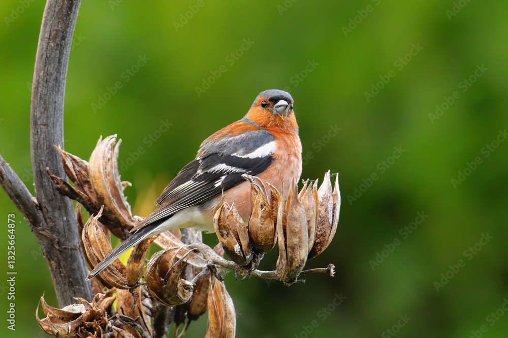 Chaffinch (Fringilla coelebs) sitting on a tree Chaffinch (Fringilla coelebs) sitting on a tree