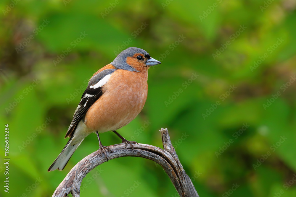 Chaffinch (Fringilla coelebs) sitting on a tree Chaffinch (Fringilla coelebs) sitting on a tree