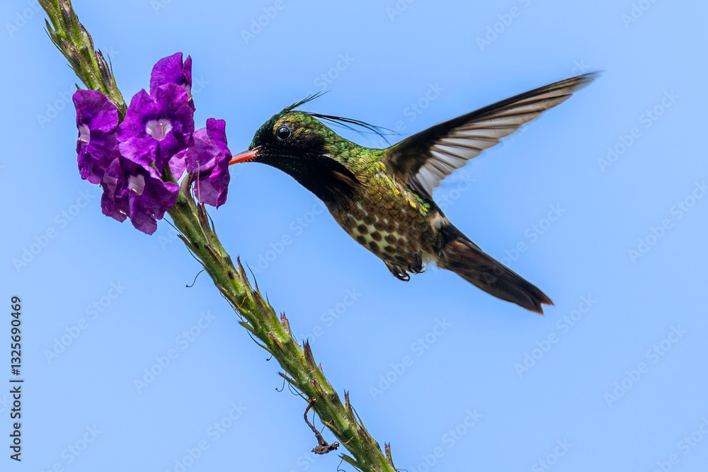 Black-crested coquette (Lophornis helenae) in flight feeding on nectar from flowers, male. Cartago Province, Costa Rica. Selective focus on bird's eye