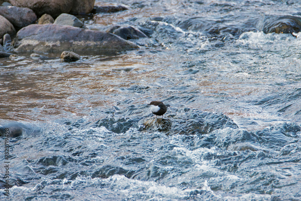 Obraz premium white-throated dipper on a rock in water