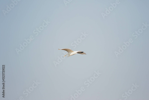 great egret in flight