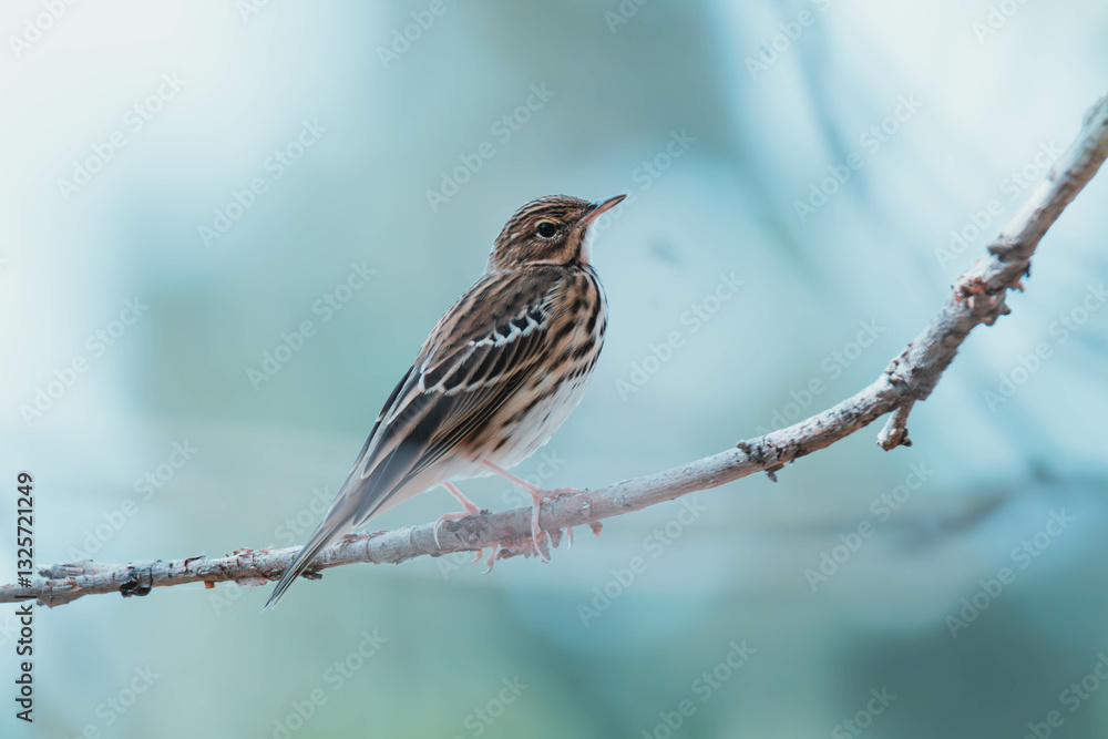 tree pipit on a branch tree pipit on a branch