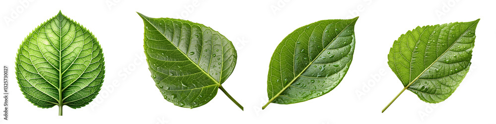 Obraz premium Lush green leaf veins isolated on a transparent background.