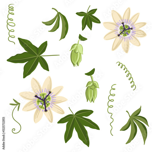vector drawing passion flowers, leaves and buds, Passiflora, hand drawn illustration