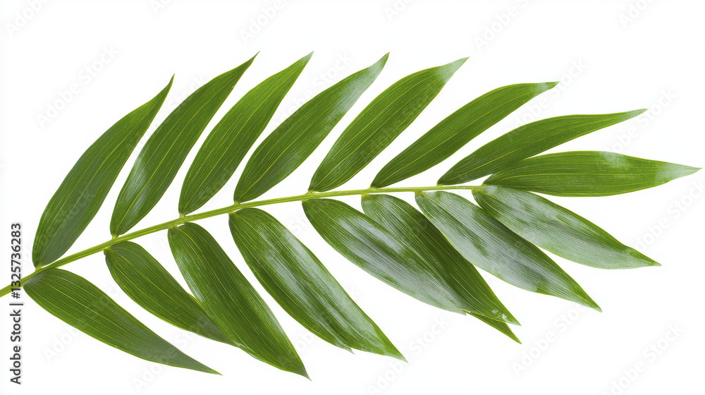 Fototapeta premium Fresh green leaf with elongated shape and smooth texture, ideal for nature themes