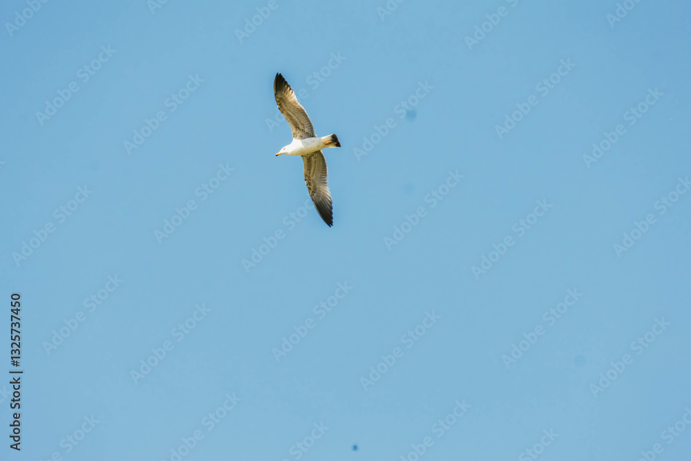 Obraz premium gull in flight