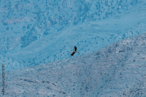 white stork in flight