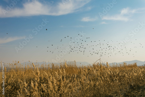 birds flying over reeds in the morning