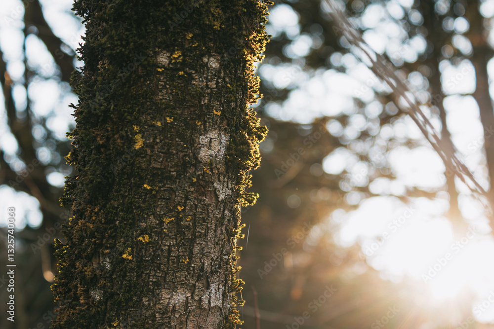 Obraz premium lichen on tree