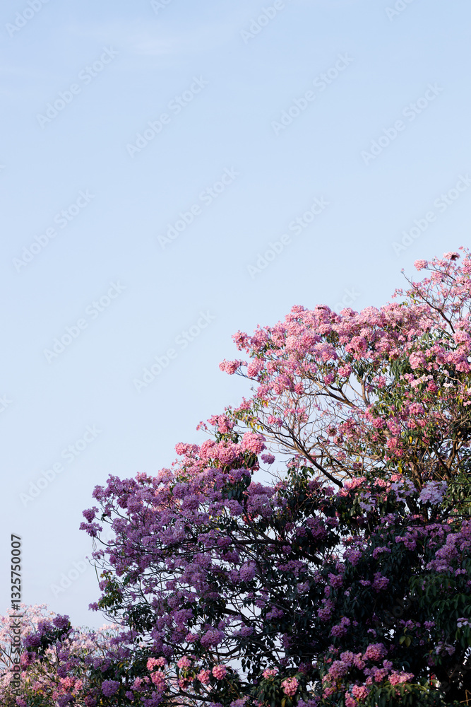 Pink Trumpet or Rosy Trumpet or Pink Tacoma tree, Tabebuia rosea, cheerful blooming against blue sky.