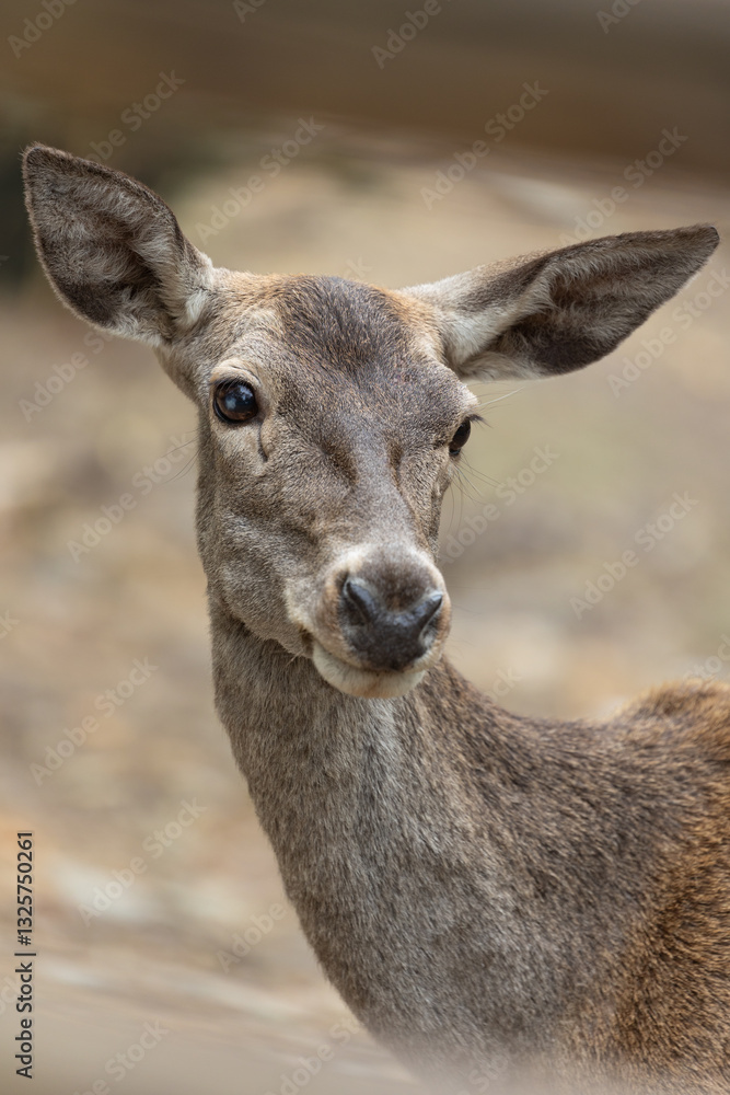 beautiful portrait of a female deer in the natural park beautiful portrait of a female deer in the natural park