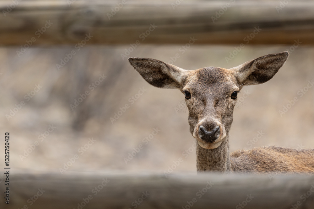 Close-up of a deer looking at the camera with copy space Close-up of a deer looking at the camera with copy space