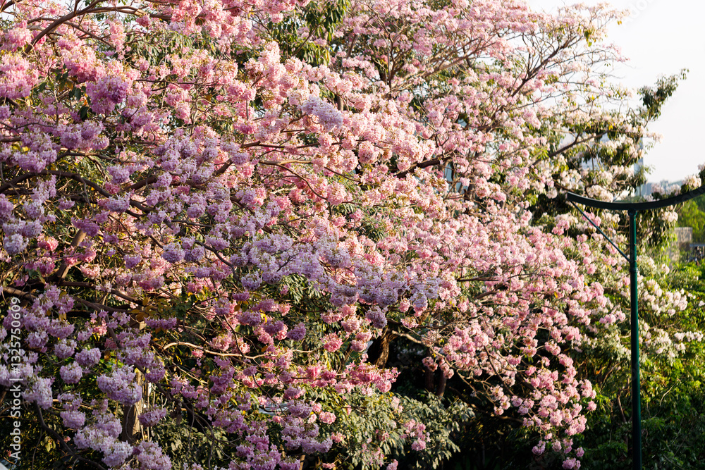 Pink Trumpet or Rosy Trumpet or Pink Tacoma tree, Tabebuia rosea, cheerful blooming in city. Pink Trumpet or Rosy Trumpet or Pink Tacoma tree, Tabebuia rosea, cheerful blooming in city.