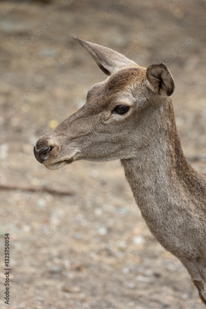 Close-up Profile of a Deer in Natural Setting Close-up Profile of a Deer in Natural Setting