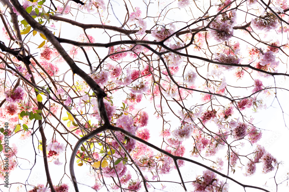Pink Trumpet or Rosy Trumpet or Pink Tacoma tree, Tabebuia rosea, cheerful blooming against clear sky. Pink Trumpet or Rosy Trumpet or Pink Tacoma tree, Tabebuia rosea, cheerful blooming against clear sky.