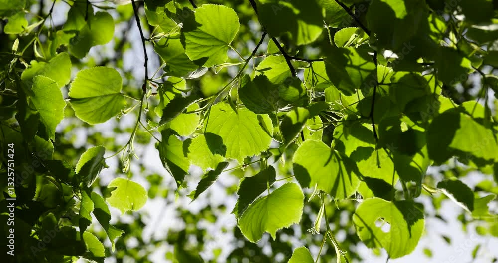 green foliage of a linden tree in sunny weather, part of a linden tree with new foliage that grew in spring closeup green foliage of a linden tree in sunny weather, part of a linden tree with new foliage that grew in spring closeup