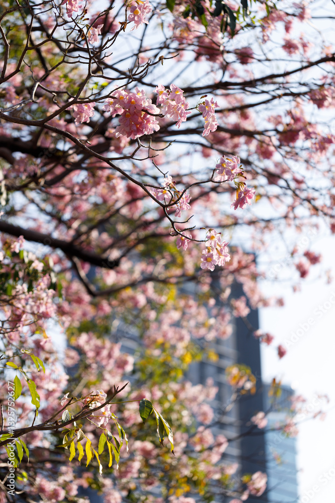 Pink Trumpet or Rosy Trumpet or Pink Tacoma tree, Tabebuia rosea, cheerful blooming in city. Pink Trumpet or Rosy Trumpet or Pink Tacoma tree, Tabebuia rosea, cheerful blooming in city.