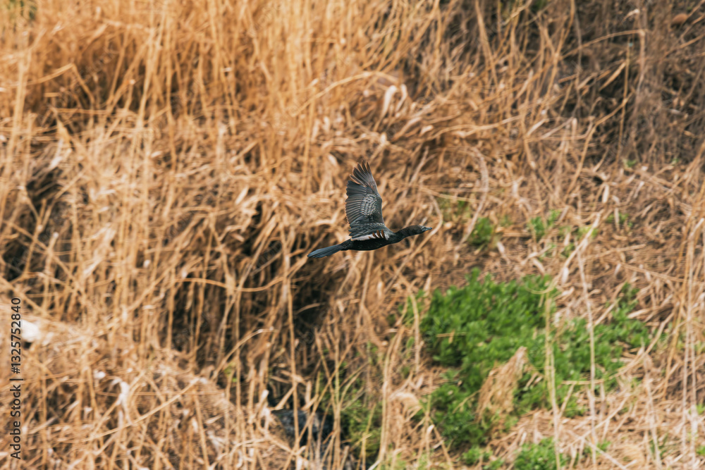 Obraz premium pygmy cormorant flying