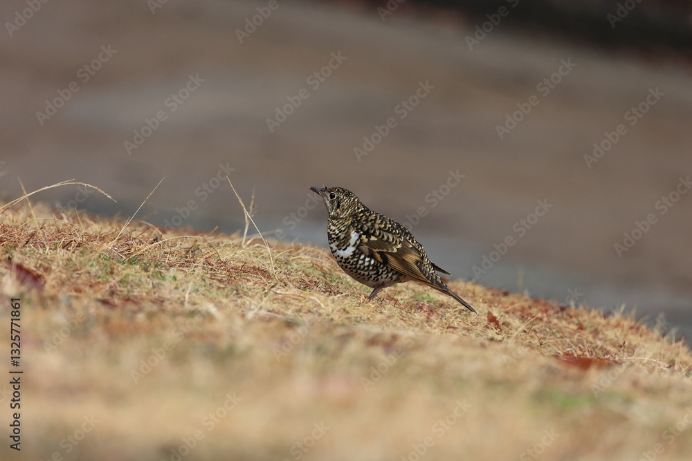 Scaly Thrush looking for food on the lawn Scaly Thrush looking for food on the lawn