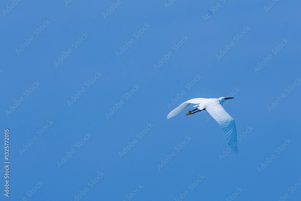 Obraz premium little egret in flight