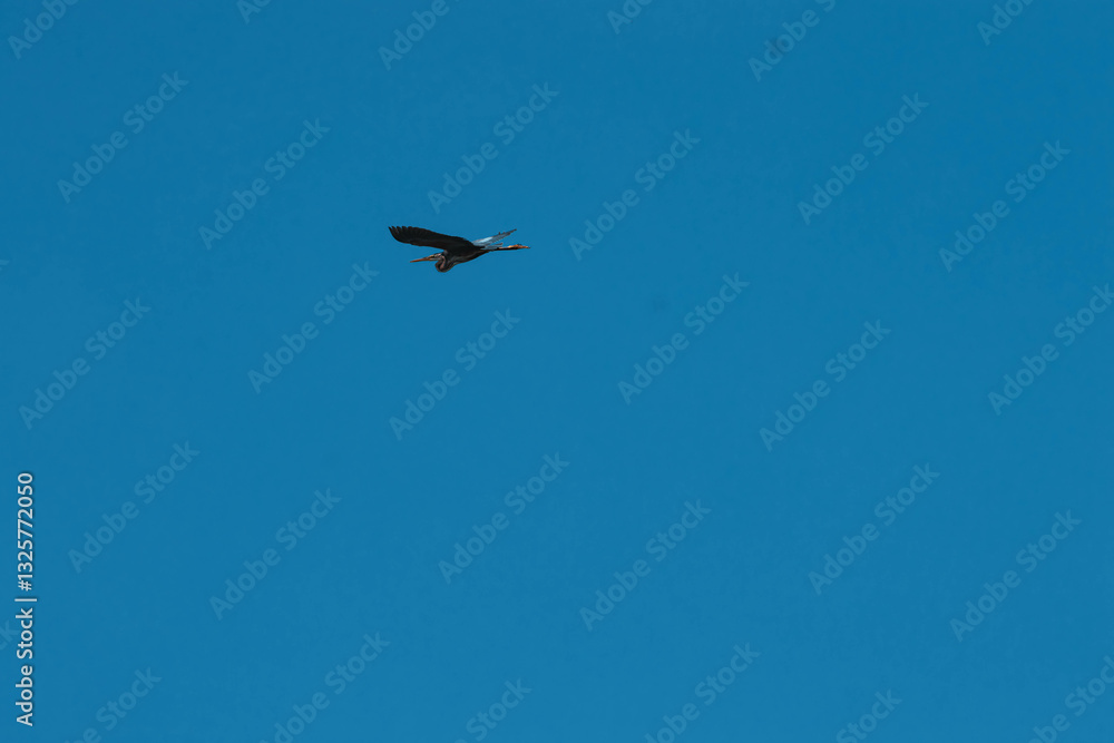 purple heron in flight purple heron in flight