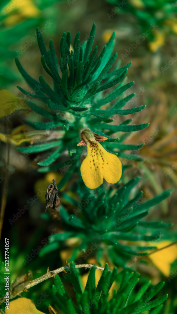 Obraz premium yellow flowers in the field