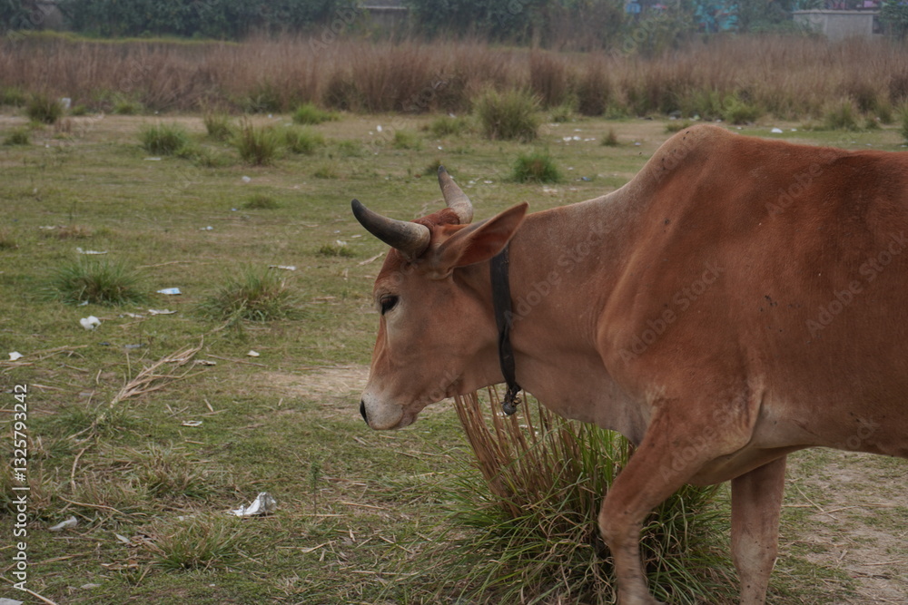 The front look of the brown cow and a bell tightened with her neck by a black thread The front look of the brown cow and a bell tightened with her neck by a black thread