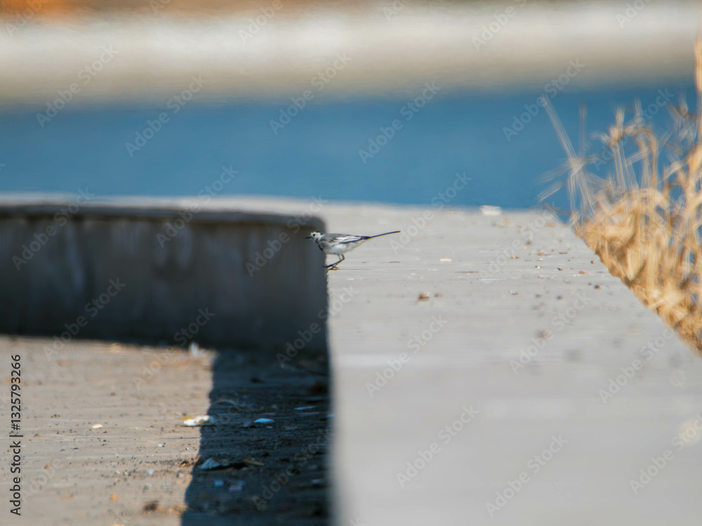 Fototapeta premium white wagtail sitting