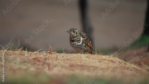 Scary Thrush looking for food by shaking bodies on the lawn