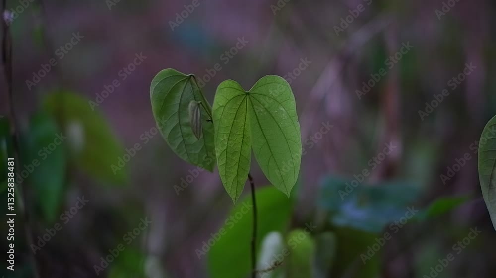 Love shaped wild grass leaves. Bauhinia forficata. Love shaped wild grass leaves. Bauhinia forficata.