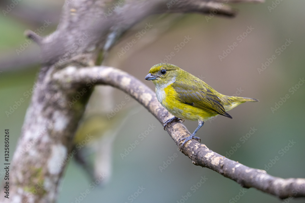 The yellow-throated euphonia, Euphonia hirundinacea, female The yellow-throated euphonia, Euphonia hirundinacea, female