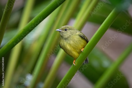 Slika na platnu The white-collared manakin, Manacus candei, is a passerine bird