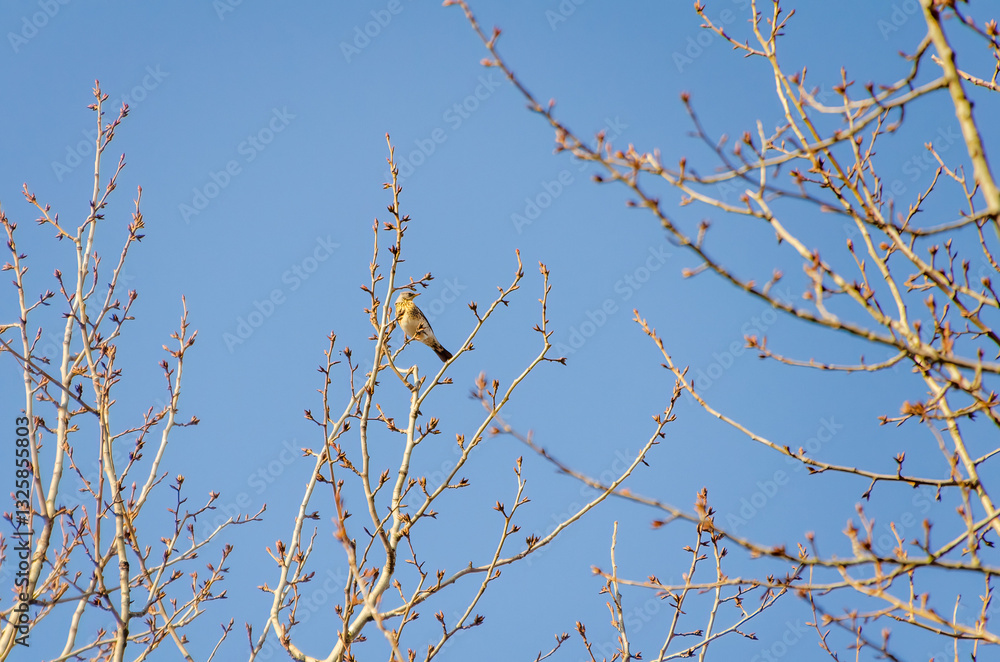 A fieldfare (Turdus pilaris) resting on leafless tree branches against clear blue winter sky. Birds perched calmly, serene mood, upward camera angle, leafless branches, clear sky, winter nature A fieldfare (Turdus pilaris) resting on leafless tree branches against clear blue winter sky. Birds perched calmly, serene mood, upward camera angle, leafless branches, clear sky, winter nature