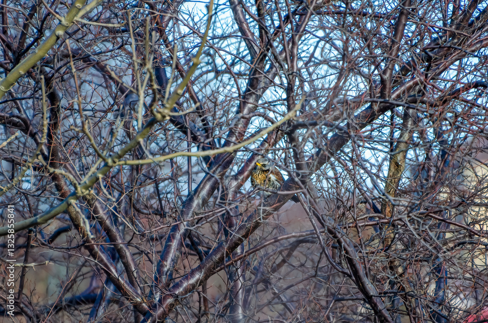 Obraz premium A fieldfare (Turdus pilaris) resting on leafless tree branches against clear blue winter sky. Birds perched calmly, serene mood, upward camera angle, leafless branches, clear sky, winter nature
