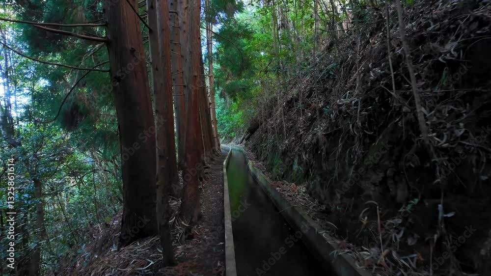 Scenic Levada Path Lined with Tall Trees on PR16 Faja do Rodrigues, Madeira Island, Portugal, Europe Scenic Levada Path Lined with Tall Trees on PR16 Faja do Rodrigues, Madeira Island, Portugal, Europe