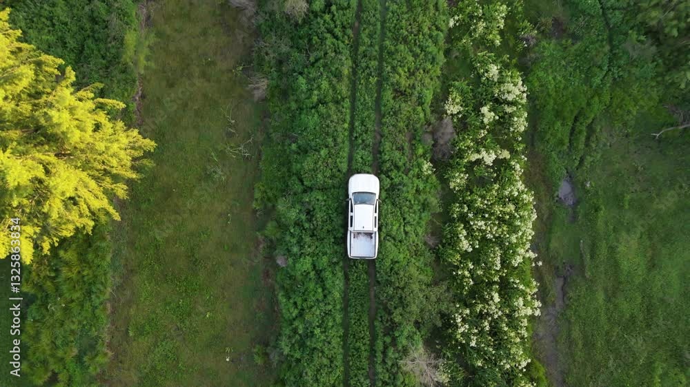Aerial top down ascend, van driving through a single track road in wetlands, surrounded by lush green landscape to main dirt road Aerial top down ascend, van driving through a single track road in wetlands, surrounded by lush green landscape to main dirt road