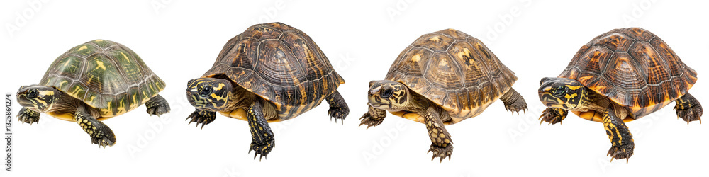 Assortment of Different Turtle Species of Various Sizes Shapes and Shell Patterns in their Natural Outdoor Environment Assortment of Different Turtle Species of Various Sizes Shapes and Shell Patterns in their Natural Outdoor Environment