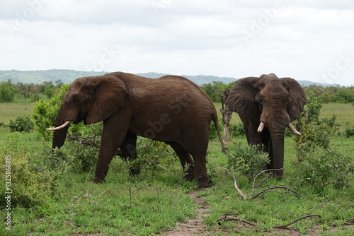 Photography elephants in the bushes