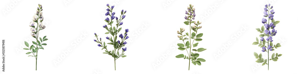 Baptisia flowers isolated on transparent background, PNG, Set of Baptisia flowers isolated on transparent background, PNG, Set of