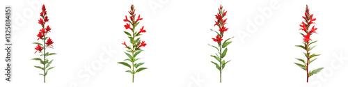 Cardinal flower isolated on transparent background, PNG, Set of