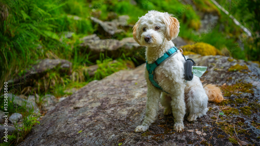 Cockapoo Welpe im Naturparadies Eidslandet in Norwegen Cockapoo Welpe im Naturparadies Eidslandet in Norwegen