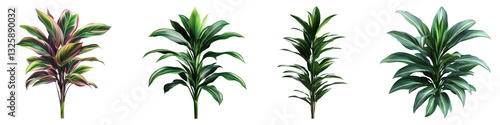 Cordyline plant isolated on transparent background, PNG, Set of