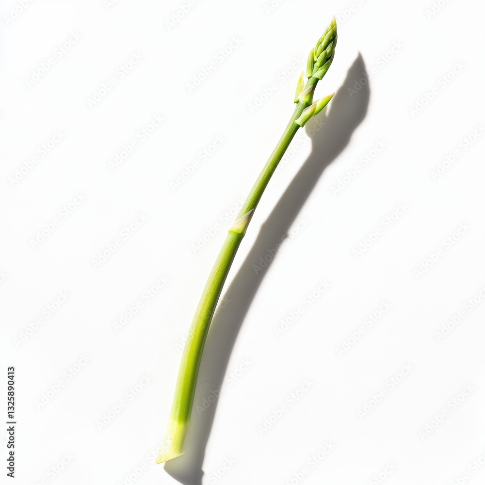 Fresh green asparagus stalk isolated on white background, healthy eating, organic vegetables, farm-to-table, vegetarian cooking, nutrition and wellness. Fresh green asparagus stalk isolated on white background, healthy eating, organic vegetables, farm-to-table, vegetarian cooking, nutrition and wellness.