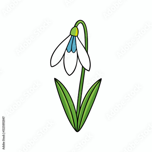 snowdrop flower isolated on white