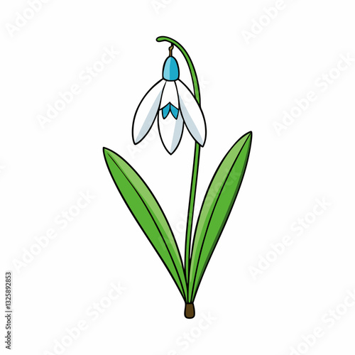snowdrop flower isolated on white