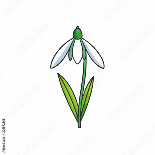 snowdrop flower isolated on white