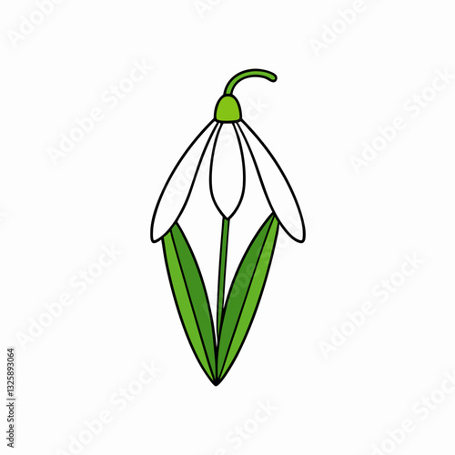snowdrop flower isolated on white