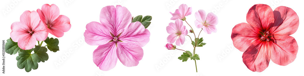 Geranium flower isolated on transparent background, PNG, Set of Geranium flower isolated on transparent background, PNG, Set of