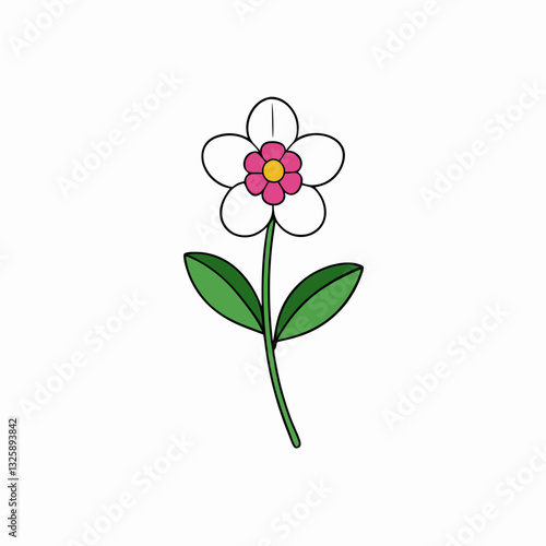 waxflower isolated on white background